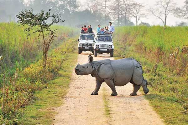 Wildlife Tour