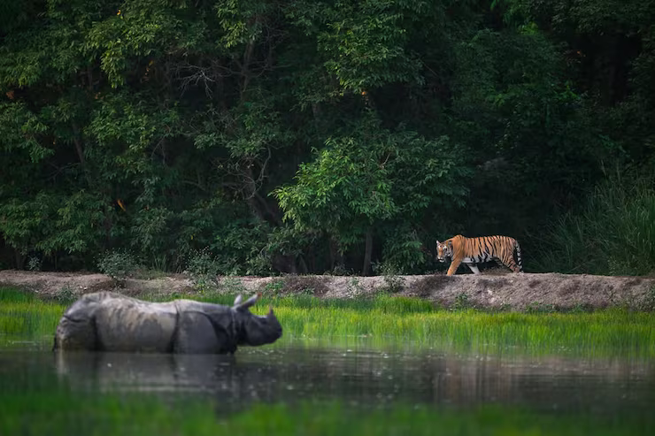 Kaziranga National Park, Assam - What to Know Before You Go
